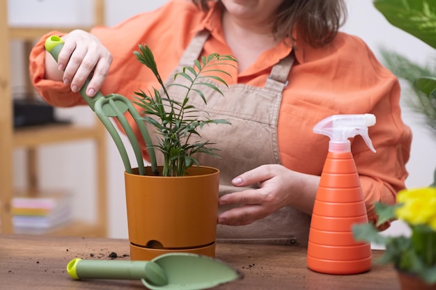 Woman using rakeand trowel gardening tools potting chamedorea plant and watering with spray bottle