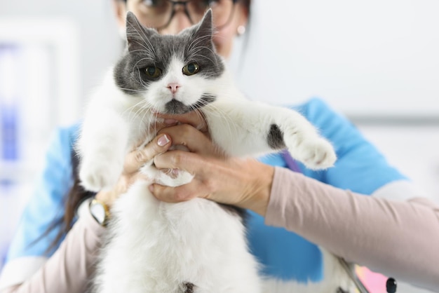 Woman veterinarian holding fluffy cat in clinic closeup