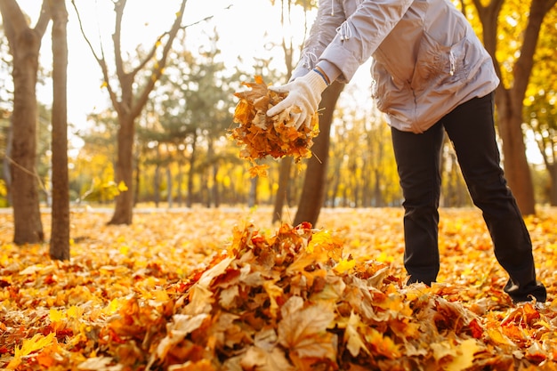 Woman volunteer collects leaves in a bag. Cleaning leaves in the autumn park. Autumn landscape.