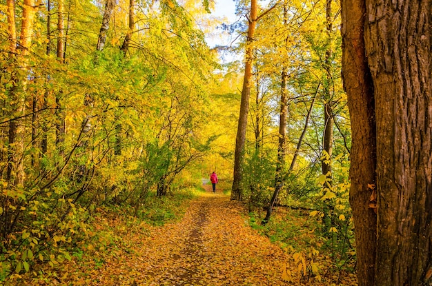 A woman walks through an autumn forest with yellow leaves.