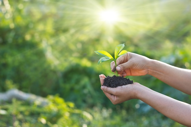 Woman was planting new born in garden background