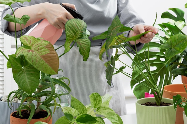 Woman water from a spray bottle plants in flowerpots Woman caring for house plant Concept of home garden Taking care of home plants