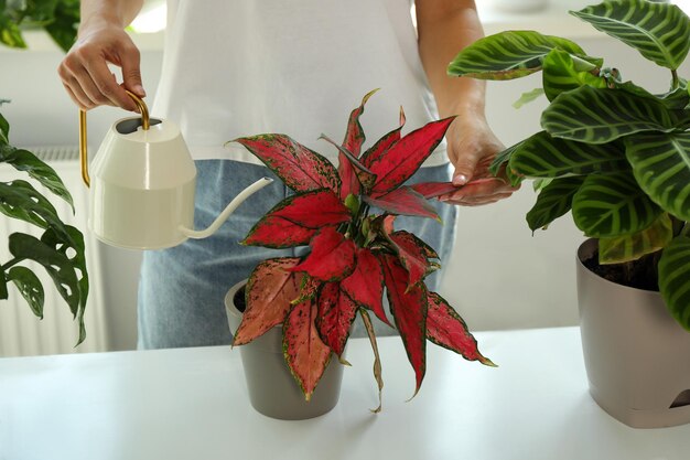 Photo woman watering beautiful houseplant on windowsill at home closeup