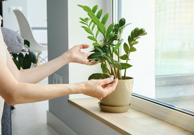 Woman watering a potted plant caring for domestic plants