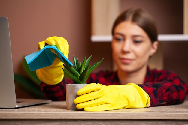 Woman wipes the dust off the leaves with a damp soft cloth