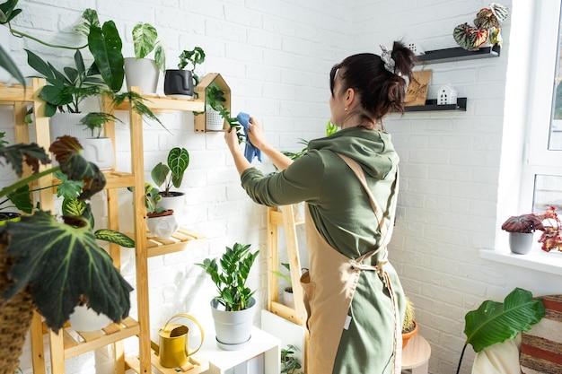 Woman wipes the dust with a rag from the leaves of home potted plants grown with love on shelves in the interior of the house Home plant growing green house purity and health of plants