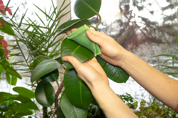 A woman wipes a houseplant with a green cloth