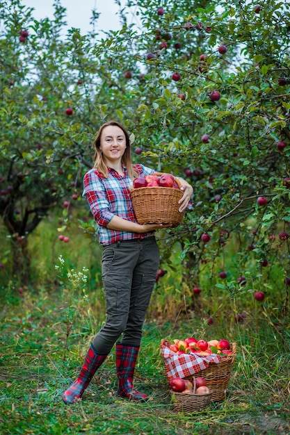 Woman with a basket full of red apples in the garden Harvesting organic apples