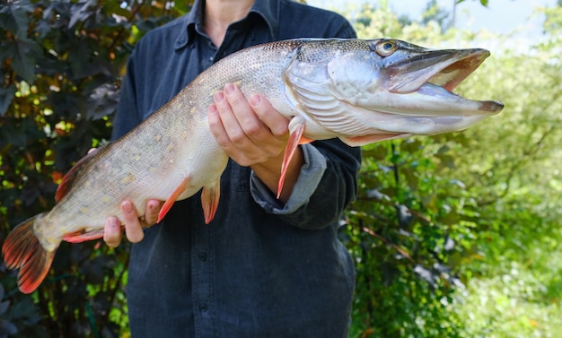 Woman with big beautiful pike in hands. Success pike fishing. Close up.