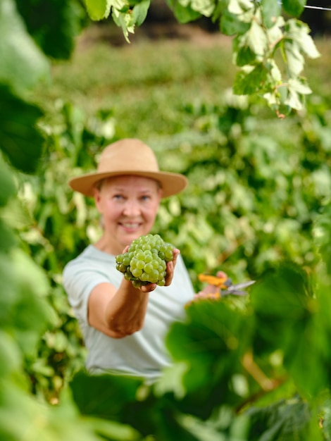 Woman with bunch of grapes in plantation