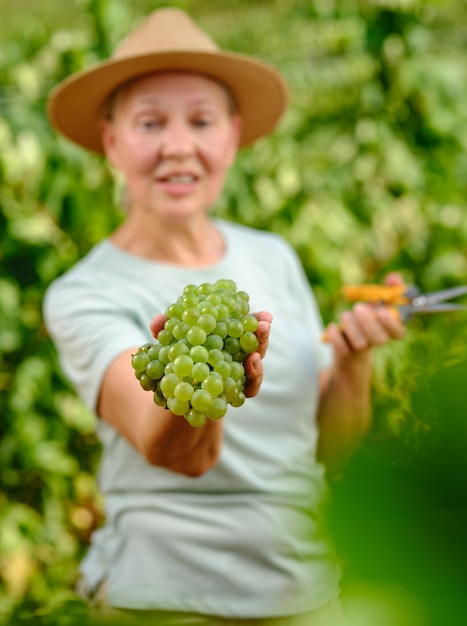 Woman with bunch of grapes in plantation