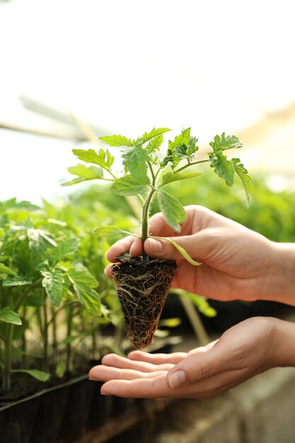 Woman with tomato seedling in greenhouse closeup