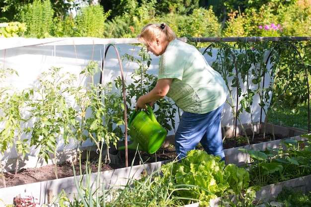 A woman with a watering can is watering the garden Tomatoes in the greenhouse