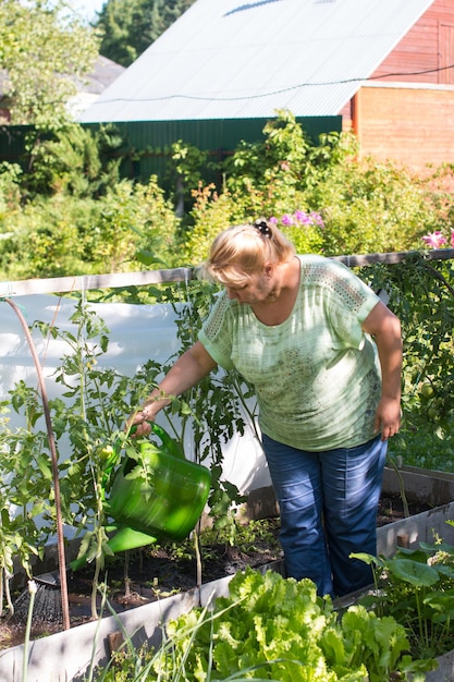 A woman with a watering can is watering the garden Tomatoes in the greenhouse