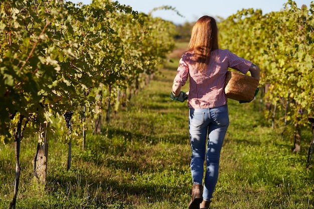 Woman working in a vineyard