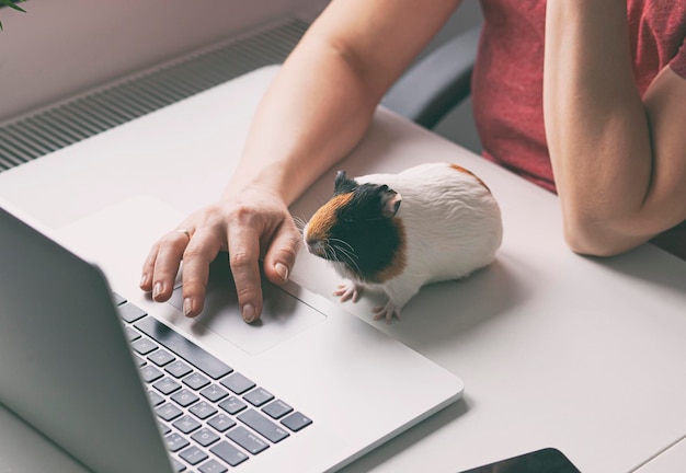 Woman working with laptop and little guinea pig sitting near her