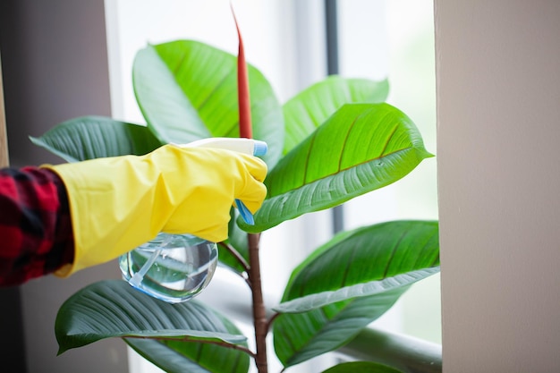 Woman in yellow gloves caring for houseplant