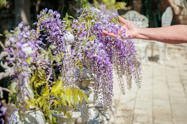 Woman39s hand holding a beautiful flowering branch of wisteria