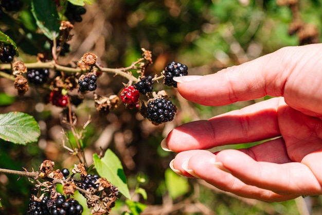 Woman39s hand picking blackberries