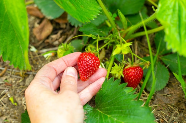 A woman39s hand picks a ripe juicy strawberry from a bush in the garden Growing strawberries harvesting