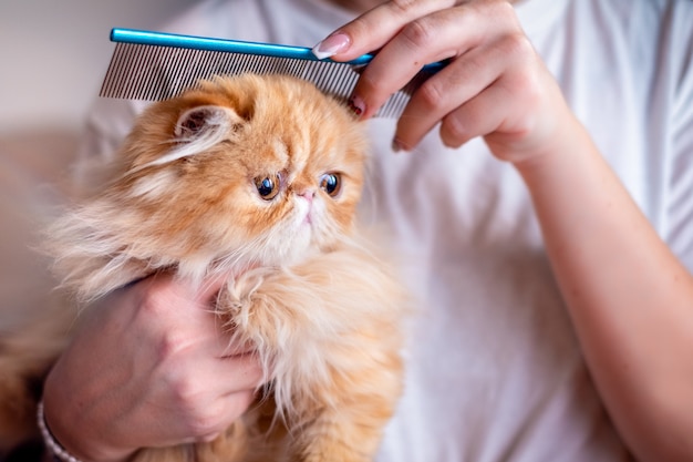 Womans hand brushing exotic short hair cat