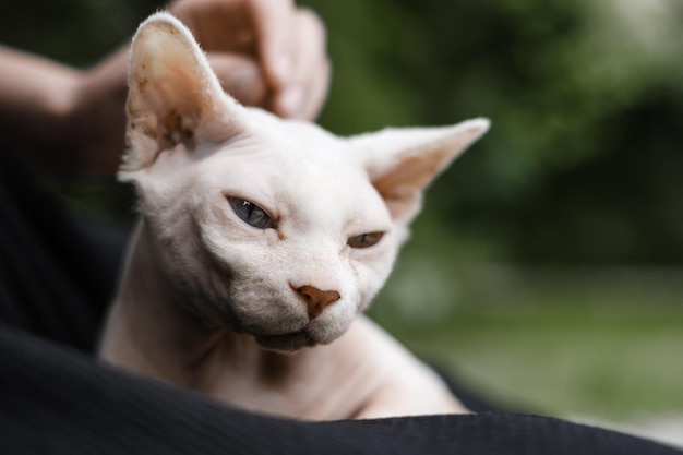 A womans hand stroking bald leather naked cat canadian sphynx cat