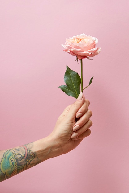 Womans hand with tattoo holds a pink rose on a pink background with copy space postcard layout