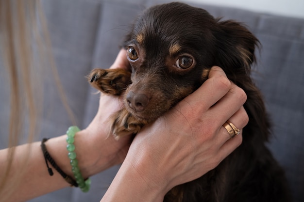 Womans hands hold cute brown russian toy terrier. Pets care concept. love and friendship between human and animal. High quality photo