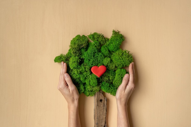 Photo womans hands holding tree ecological concept