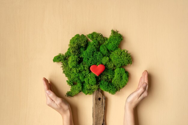 Photo womans hands holding tree ecological concept