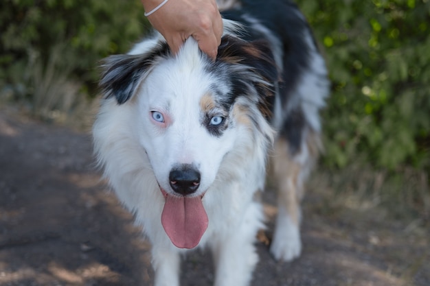 Womans hands pet australian shepherd outdoor. Funny face. summer. Love and friendship between humanand animal.