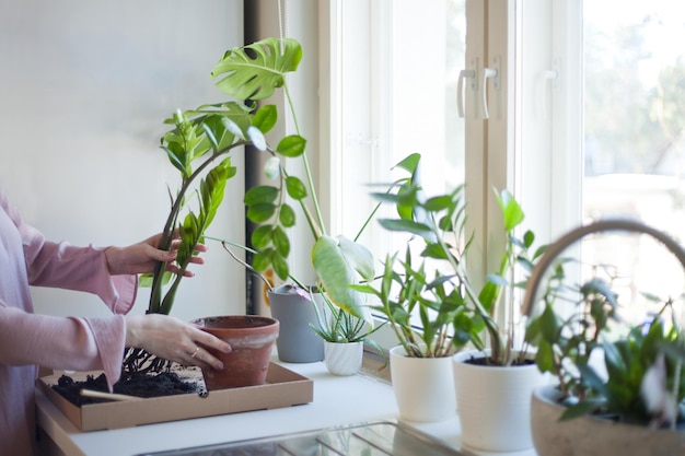 Womans hands planting flowers homeplant replanting a zamiokulkas flower womans hands holding pot