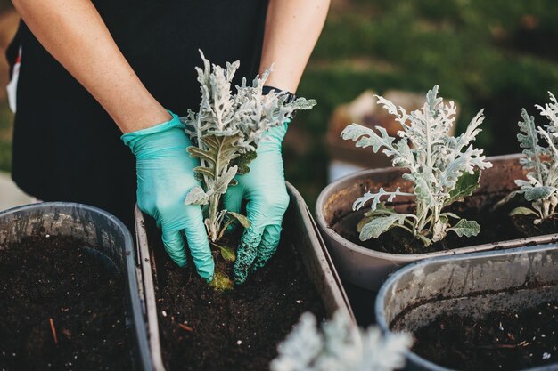 Womans hands planting into terracotta flower pot on table in garden concept og gardening