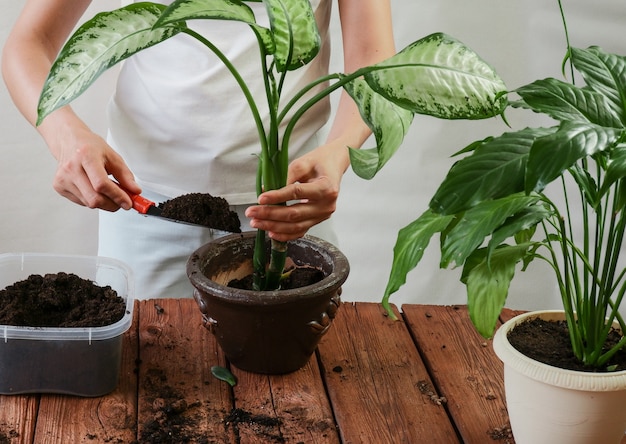 womans hands transplanting plant a into a new pot spathiphyllum dieffenbachia maculata