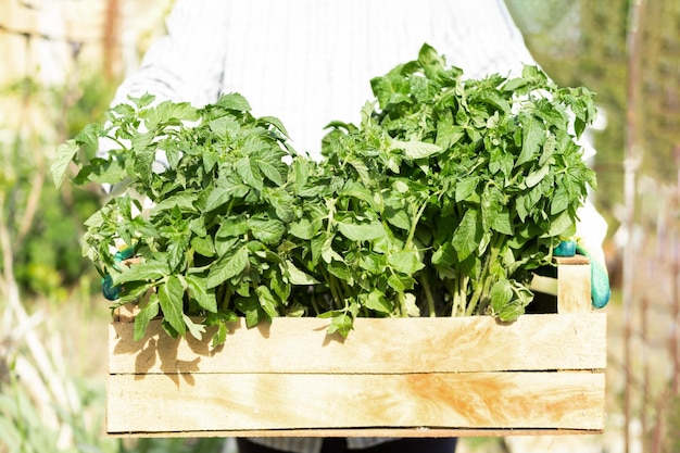 Women gardener holding wooden box with young fresh tomato seedling