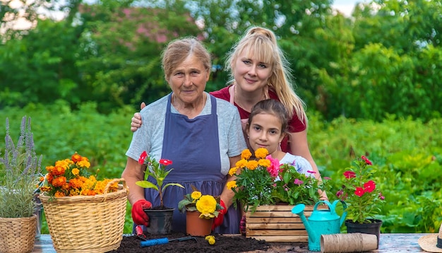 Women grandmother and granddaughter are planting flowers in the garden Selective focus