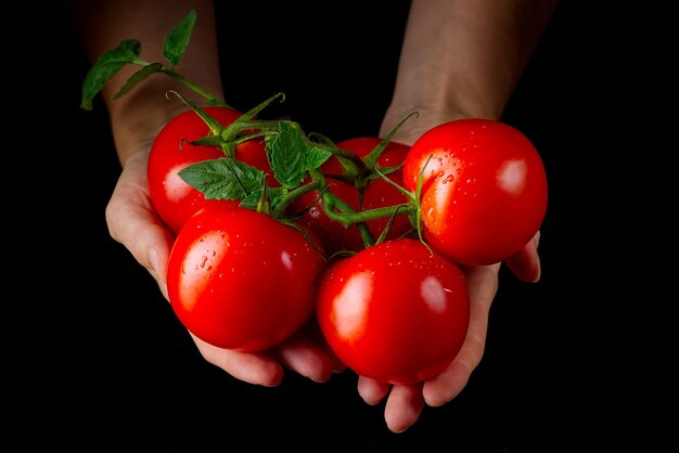 Women holding fresh tomatoes food vegetables agriculture