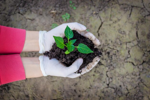 Women's and child's hands hold paprika plant with earth Early spring planting