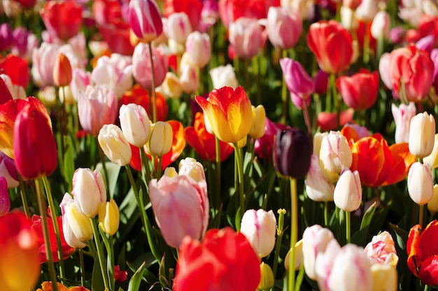 Women's day. Valentine's day. Spring tulips.