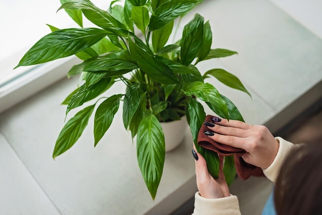 Women's hands close up A woman wipes house dust from the leaves of indoor plants with a soft cloth Spathiphyllum in a white pot Soft selective focus