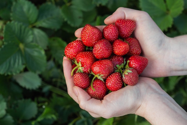 Women's hands hold a handful of fresh strawberries