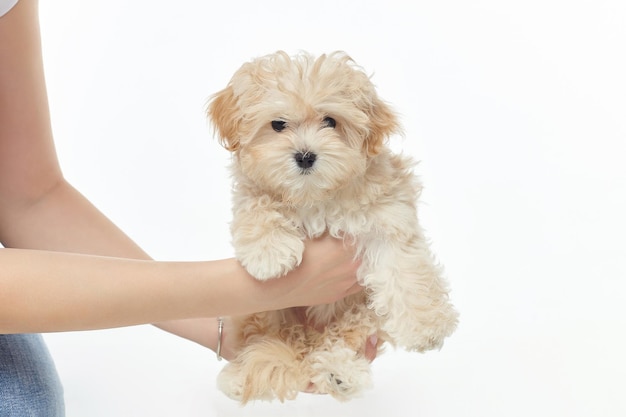 Women's hands hold a young shaggy puppy photo shoot in the studio on a white background