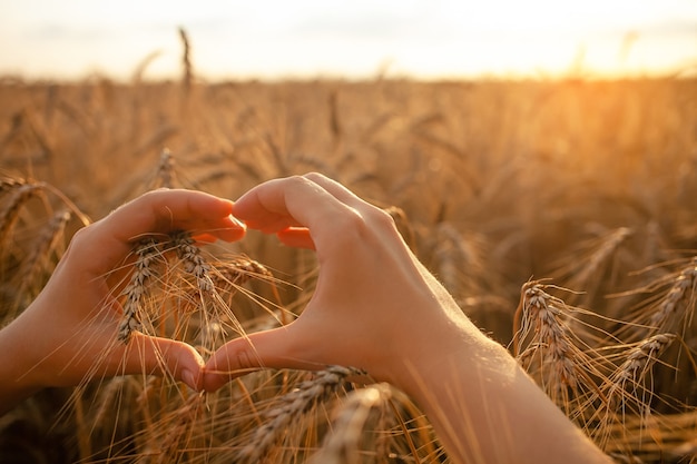 Women's hands in a wheat field