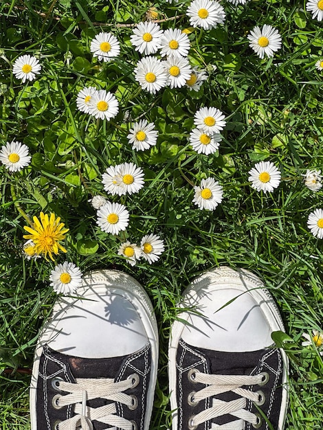 Women39s feet in sneakers on a lawn with daisies and dandelions