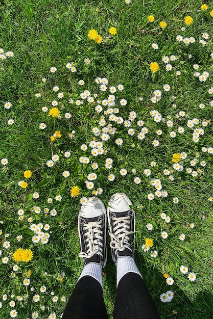 Women39s feet in sneakers on a lawn with daisies and dandelions