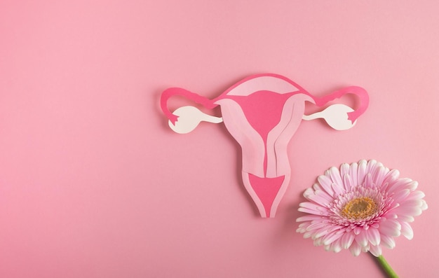 Womens health reproductive system concept Model uterus and flower on pink background