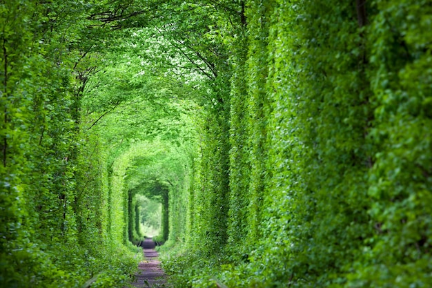 Wonder of Nature Real Tunnel of Love green trees and the railroad Ukraine