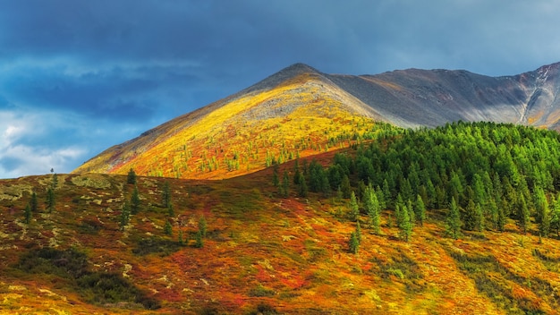 Wonderful alpine autumn landscape with green fir forest on foot of rocky mountain in sunshine. Motley mountain scenery with gray rocks in golden fall colors. Autumn in mountains. Bright sunlight.