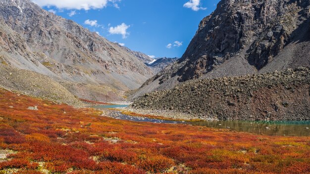 Wonderful alpine landscape with orange autumn dwarf birch on foot of rocky mountain in sunshine. Motley mountain scenery with gray rocks in golden fall colors. Autumn in mountains