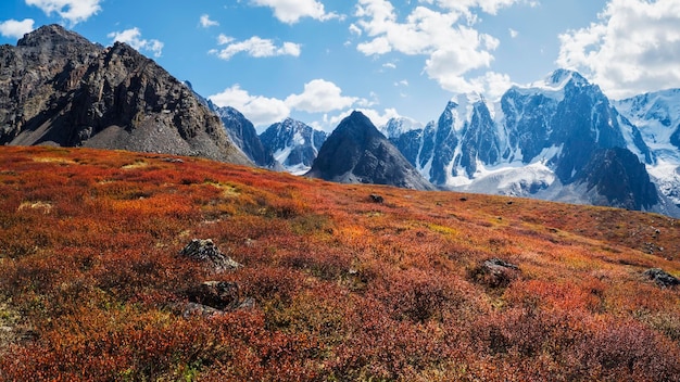 Wonderful alpine landscape with orange autumn dwarf birch on foot of rocky mountain in sunshine Motley mountain scenery with gray rocks in golden fall colors Autumn in mountains